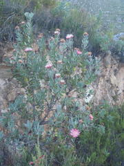 Protea punctata