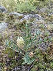 Astragalus lupulinus