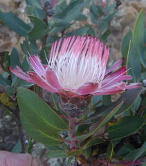 Protea punctata