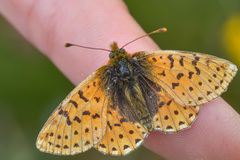 Boloria caucasica