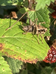 Pholidoptera griseoaptera