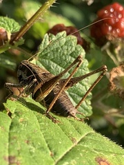 Pholidoptera griseoaptera