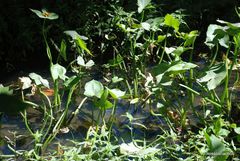 Echinodorus grandiflorus