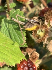 Pholidoptera griseoaptera