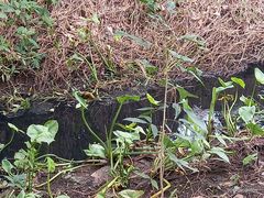 Echinodorus grandiflorus