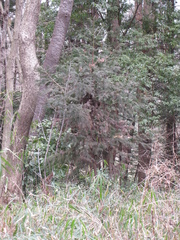 Cryptomeria japonica