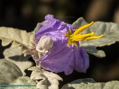 Solanum elaeagnifolium