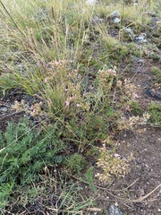 Chamaerhodos grandiflora