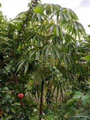 Sterculia foetida