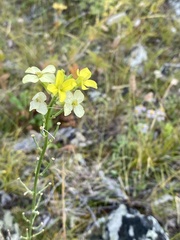 Erysimum flavum