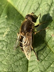 Eristalis nemorum