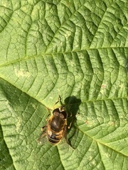 Eristalis nemorum