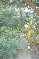 Cecropia pachystachya