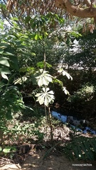Cecropia pachystachya