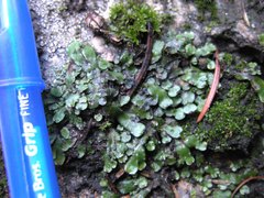 Targionia hypophylla