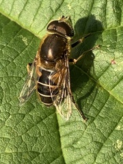 Eristalis nemorum
