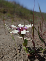 Collinsia corymbosa