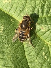 Eristalis nemorum