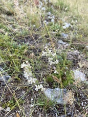 Silene popovii