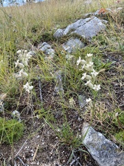 Silene popovii