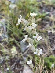 Silene popovii