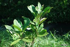 Eugenia brasiliensis