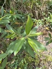 Myrsine coriacea