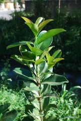 Eugenia brasiliensis