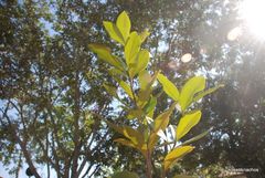 Eugenia brasiliensis