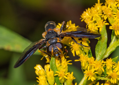 Trichopoda plumipes