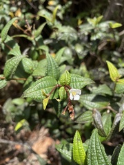 Miconia crotonifolia