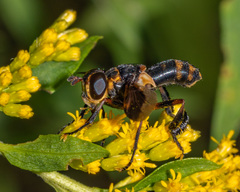 Trichopoda plumipes