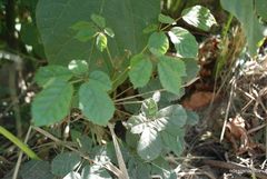 Handroanthus chrysotrichus