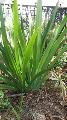 Trimezia gracilis