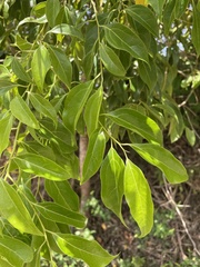 Aiouea montana