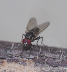 Hydrophoria ruralis
