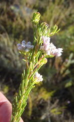Phylica lachneaeoides