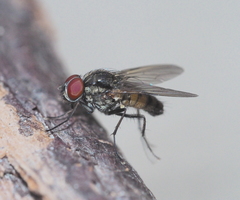 Hydrophoria ruralis