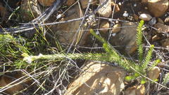 Phylica lachneaeoides