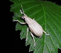 Compsus auricephalus