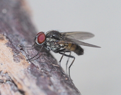 Hydrophoria ruralis