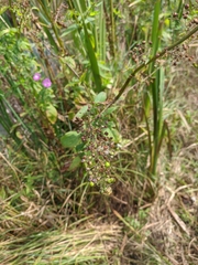 Scrophularia umbrosa