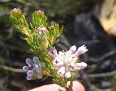 Phylica lachneaeoides