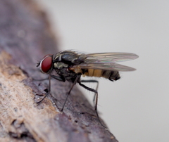 Hydrophoria ruralis