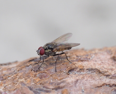 Hydrophoria ruralis