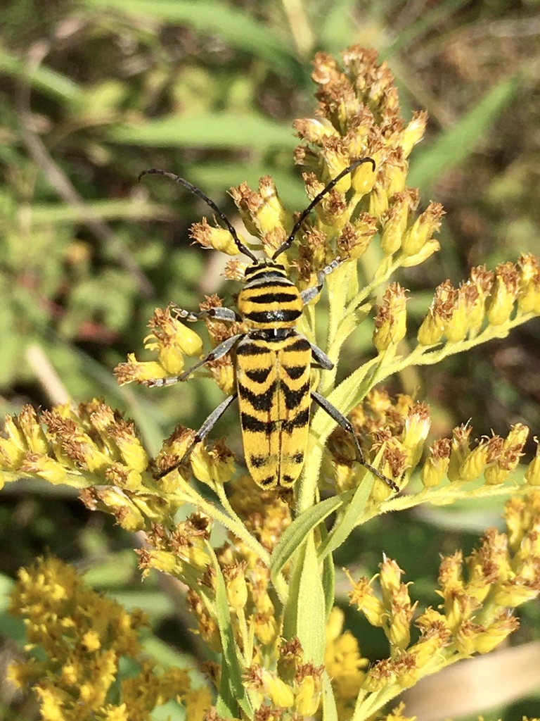 Megacyllene powersi