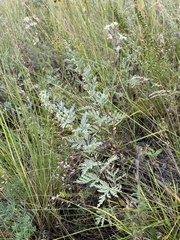 Artemisia messerschmidtiana