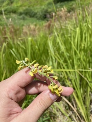 Crotalaria brevidens