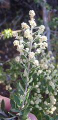 Phylica paniculata