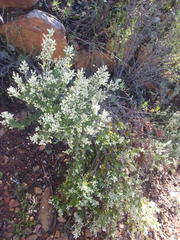 Phylica paniculata